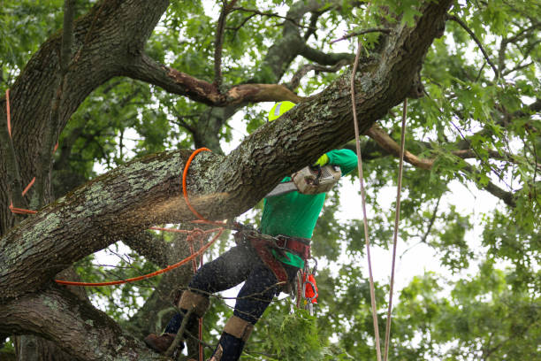 How Our Tree Care Process Works  in  Lamoni, IA